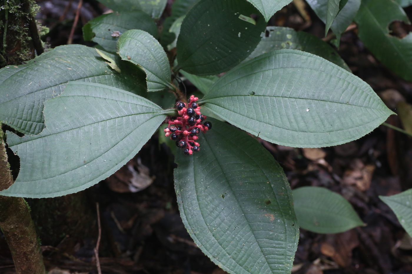 Изображение особи Miconia caquetana.