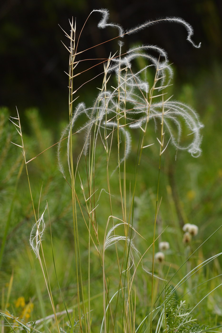 Изображение особи Stipa pennata.