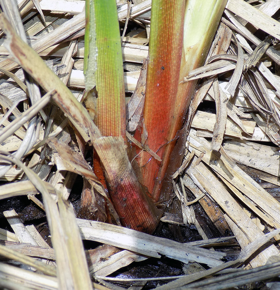 Изображение особи Carex riparia.