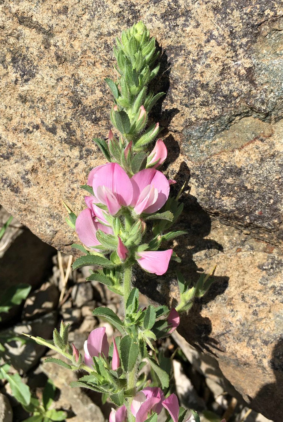 Изображение особи Ononis arvensis ssp. spinescens.