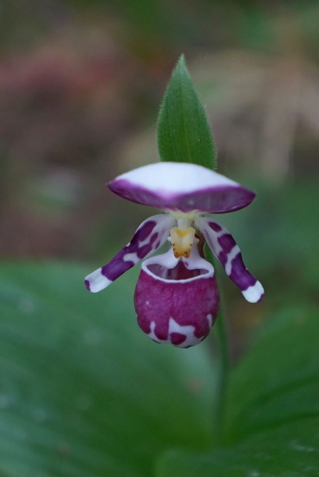 Image of Cypripedium guttatum specimen.