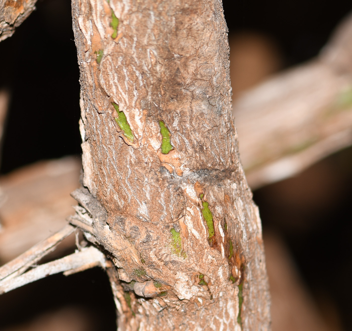 Image of Capsicum pubescens specimen.