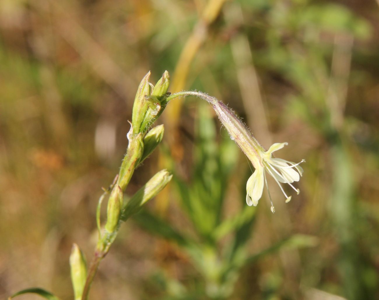 Изображение особи Silene tatarica.