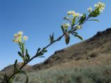 Spiraea hypericifolia. Ветвь с соцветиями; осеннее цветение. Казахстан, Западный Тянь-Шань, Киргизский хр., ущ. Кара-Арча, ≈ 1030 м н.у.м., придонная часть ущелья. 27 сентября 2020 г.