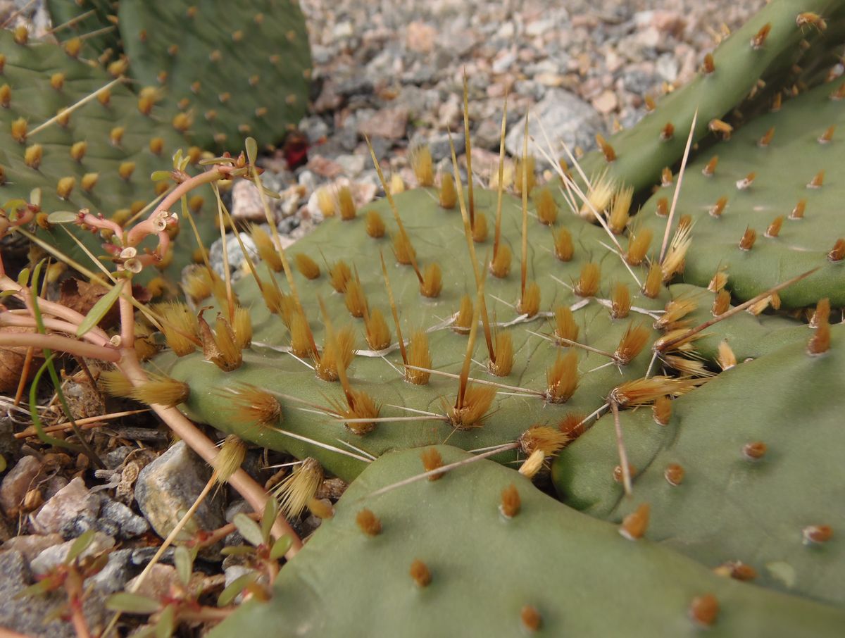 Image of genus Opuntia specimen.