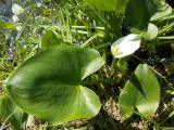 Calla palustris. Цветущее растение. Татарстан, окр. г. Казань, берег лесного озера, у кромки воды. 04.06.2014.