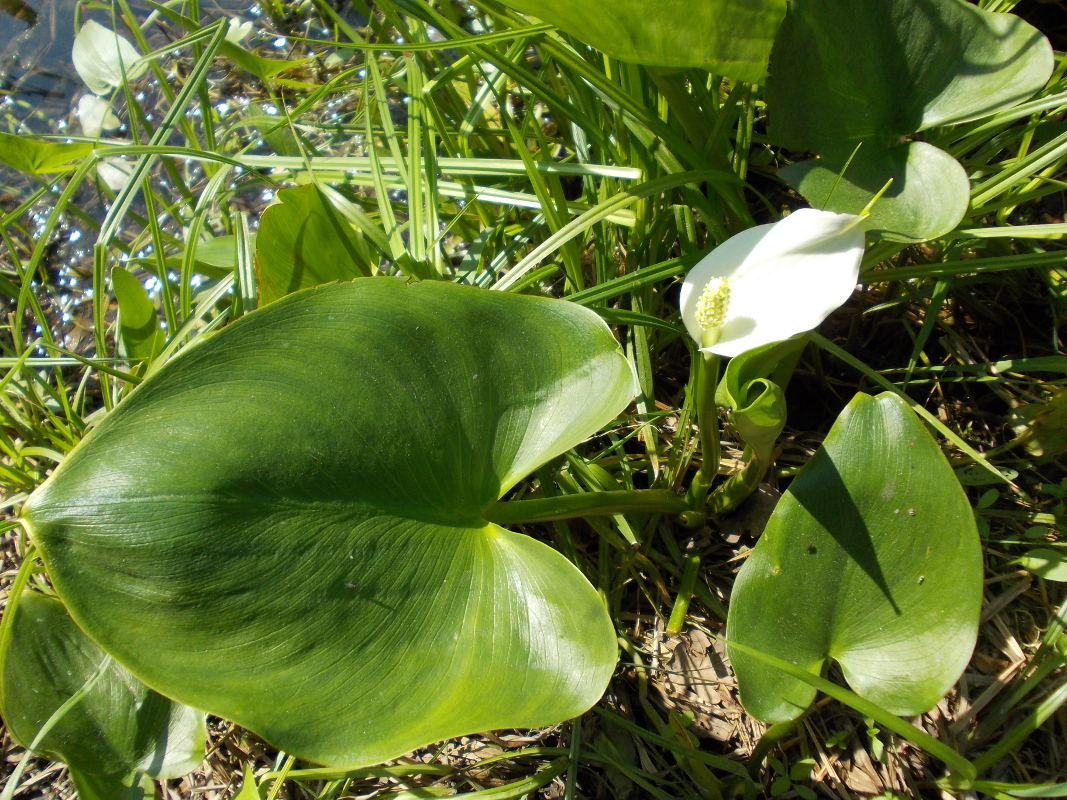 Изображение особи Calla palustris.