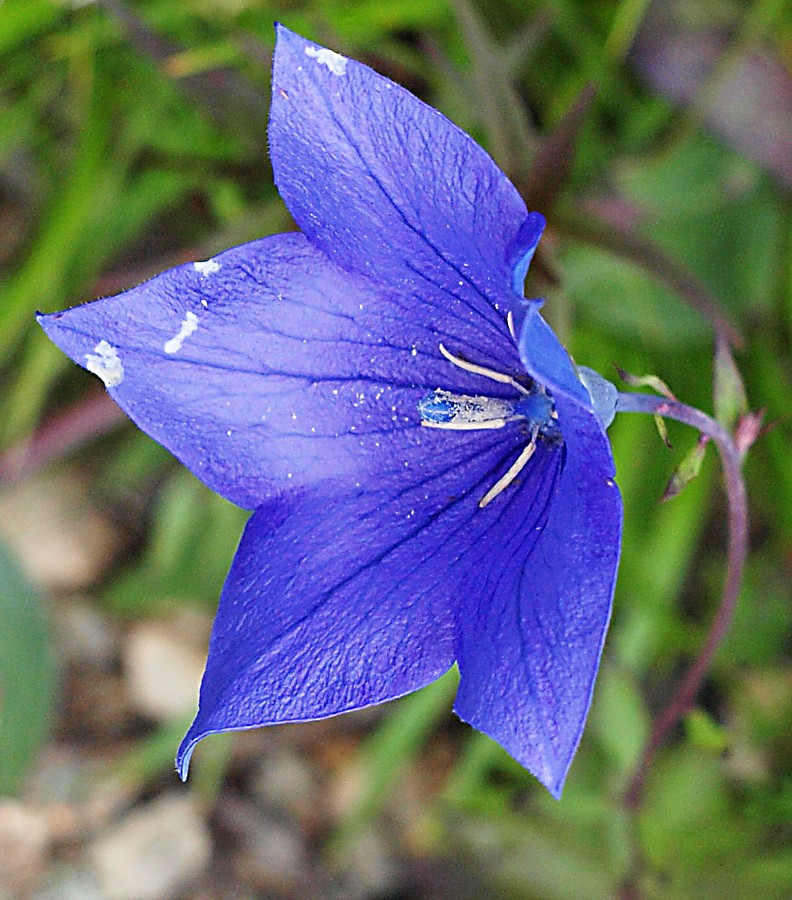 Image of Platycodon grandiflorus specimen.