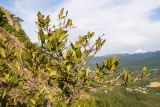 Mespilus germanica. Верхняя часть кроны дерева. Южный Берег Крыма, сев.-вост. склон горы Аю-Даг, задернованная скала. 06.08.2019.