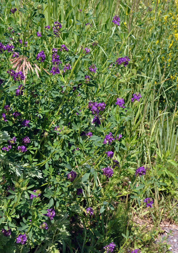 Изображение особи Medicago sativa.