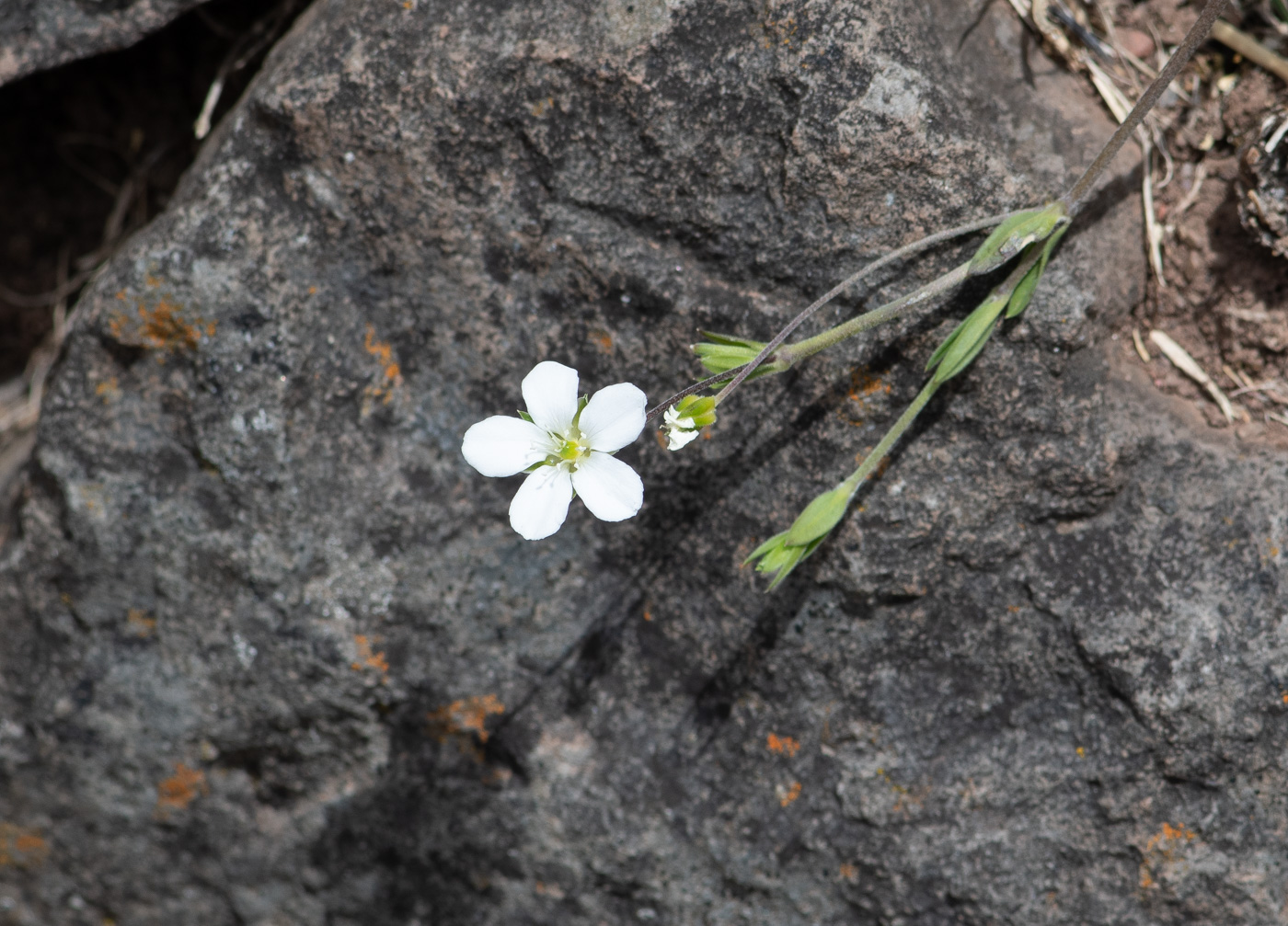 Image of Arenaria soratensis specimen.