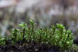 genus Bryum