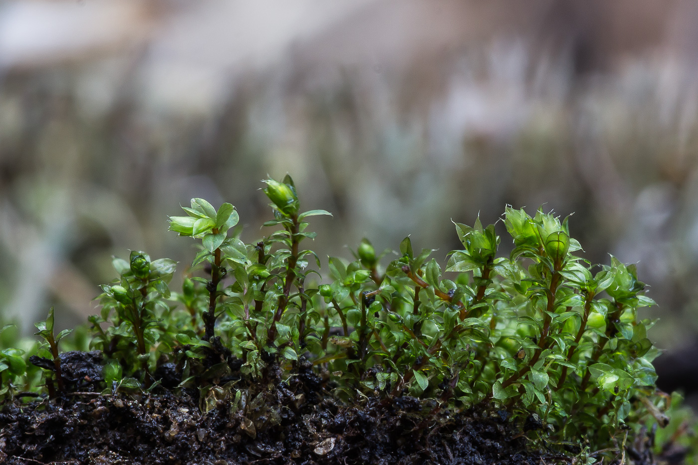 Изображение особи род Bryum.