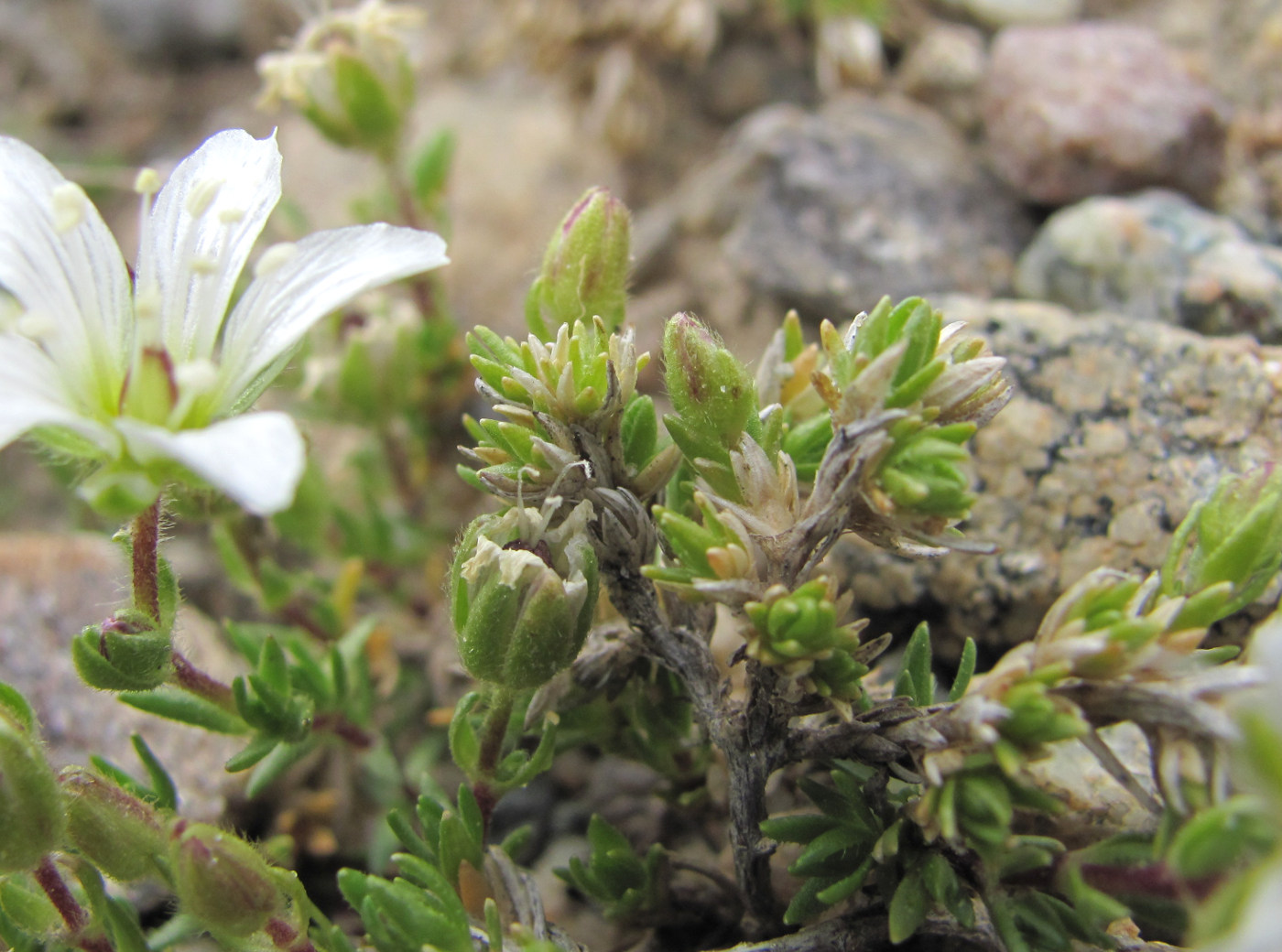 Image of Minuartia imbricata specimen.