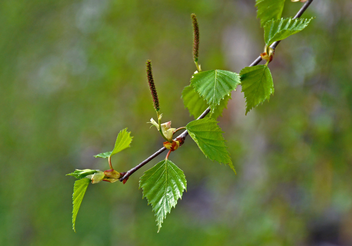 Изображение особи Betula pendula.