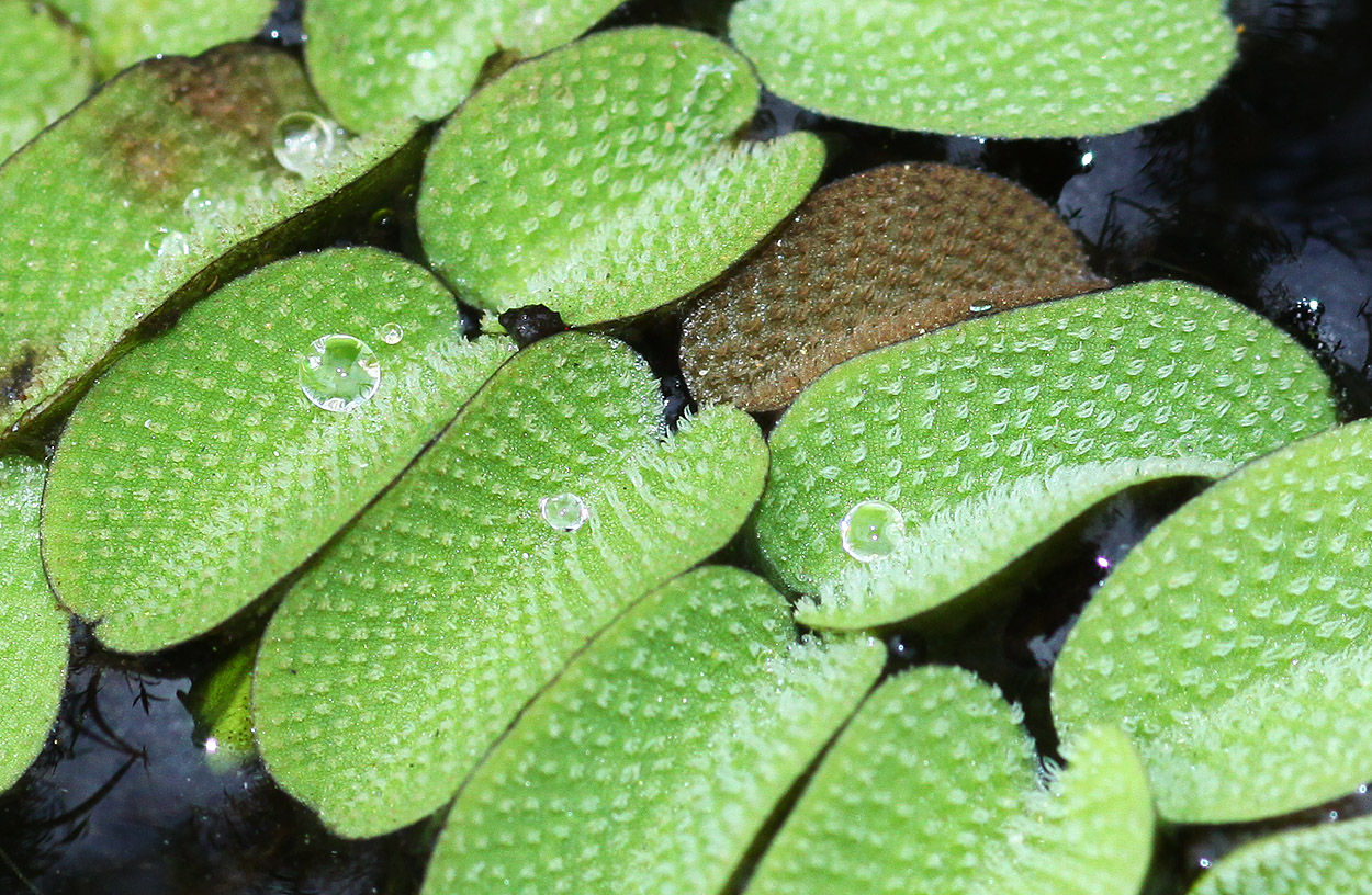 Image of Salvinia natans specimen.