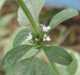 Chaiturus marrubiastrum