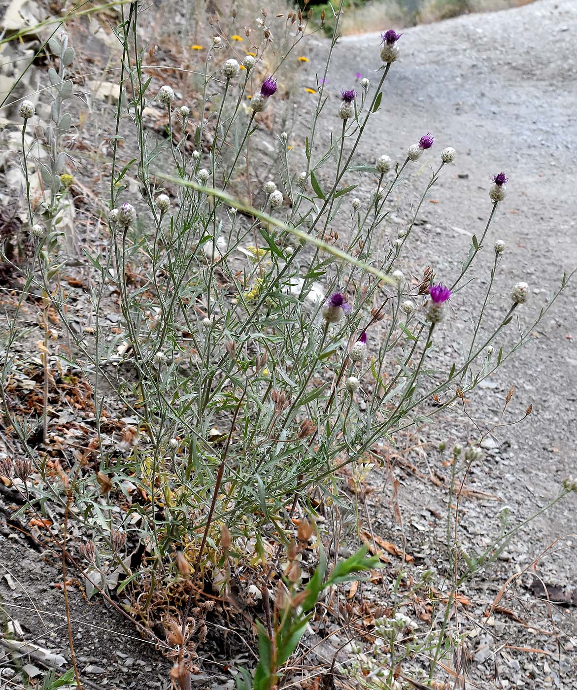 Изображение особи Centaurea novorossica.