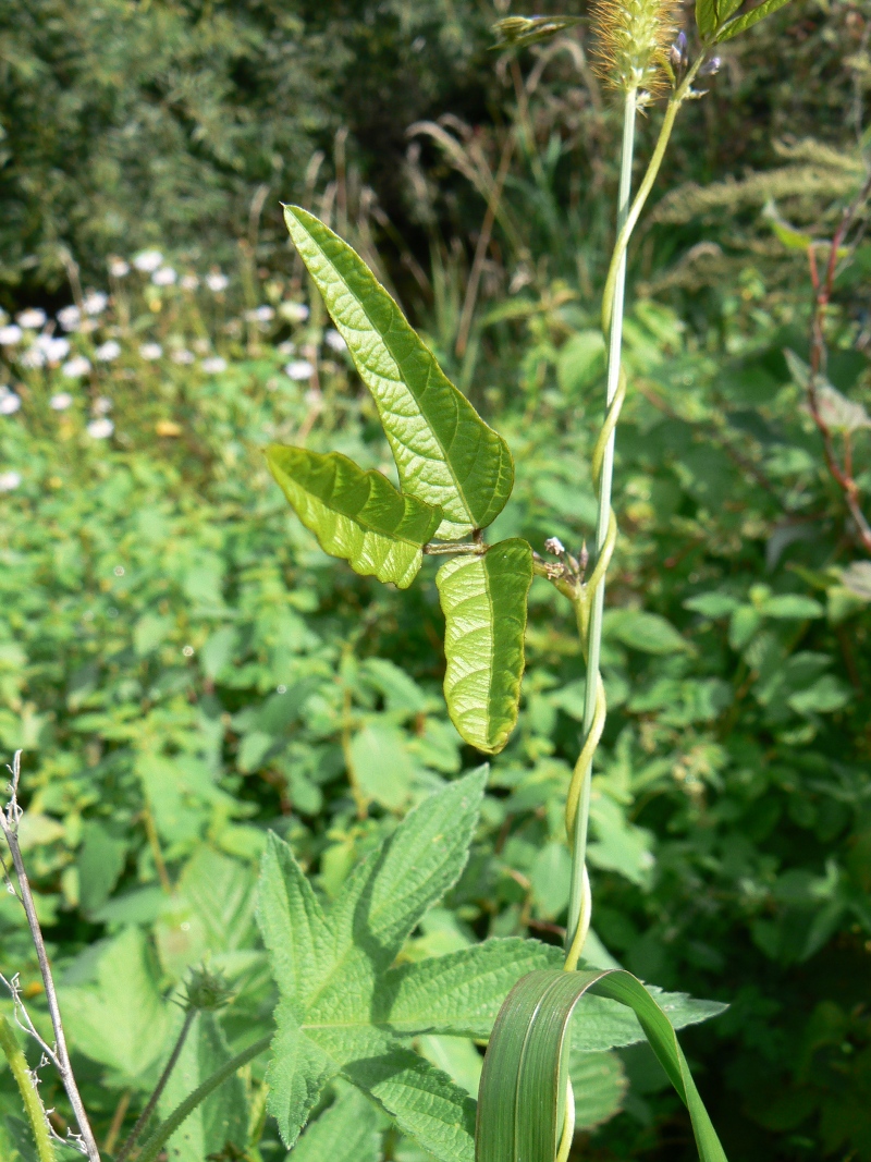 Изображение особи Glycine soja.