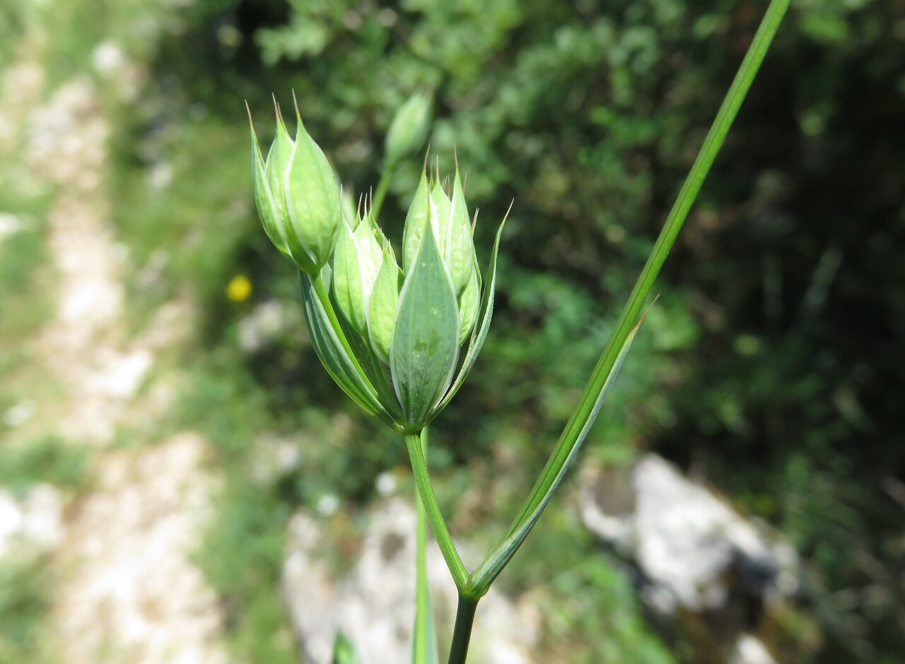 Image of Bupleurum veronense specimen.