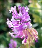 Polygala major