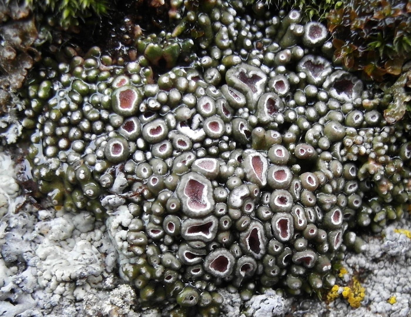 Image of Aspicilia transbaicalica specimen.