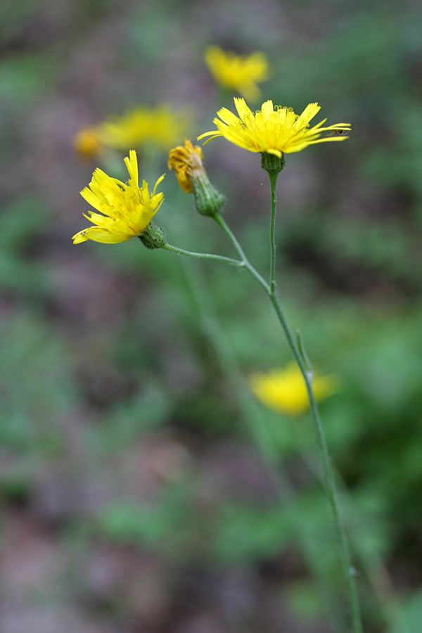 Изображение особи род Hieracium.