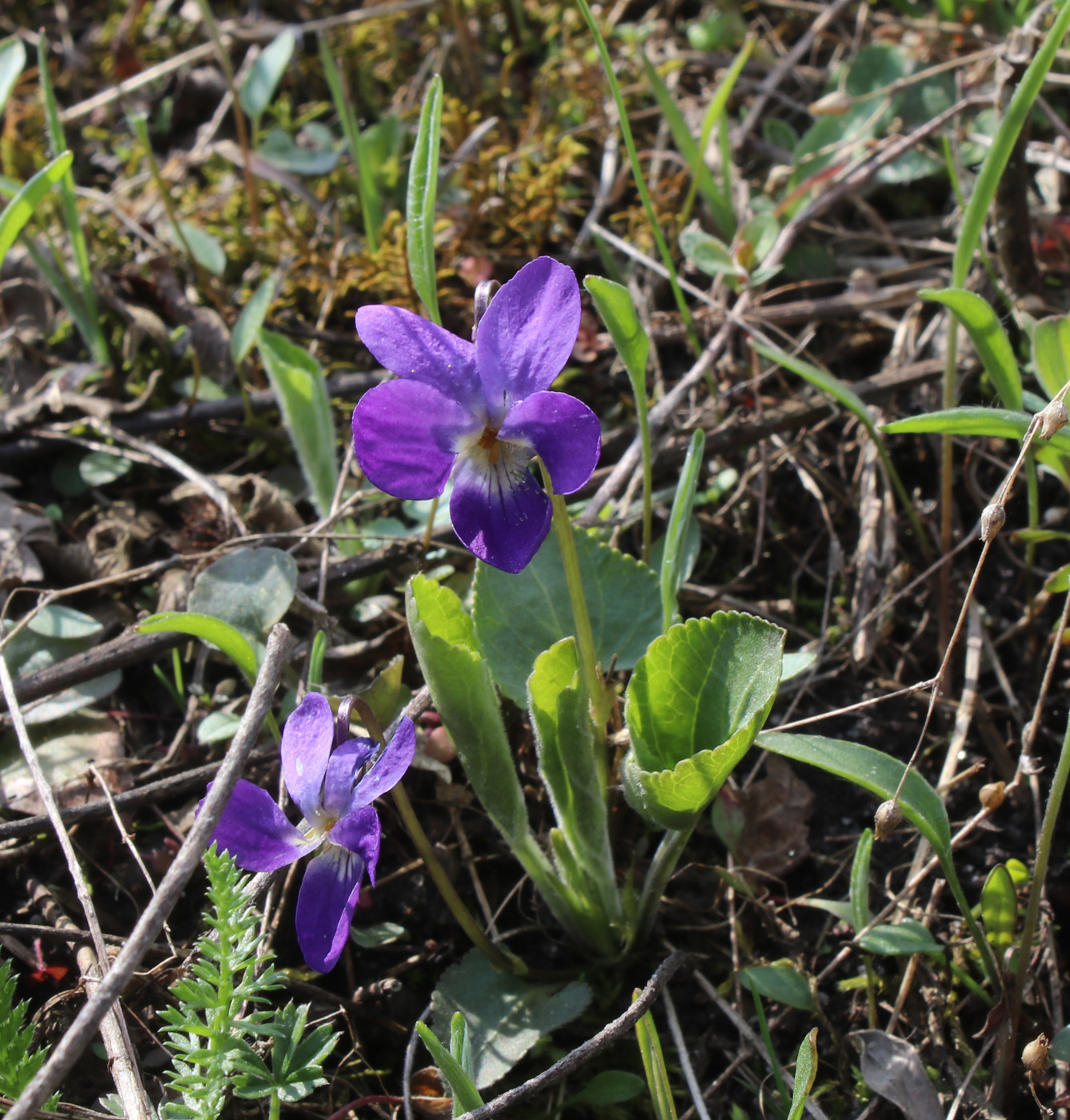 Image of genus Viola specimen.