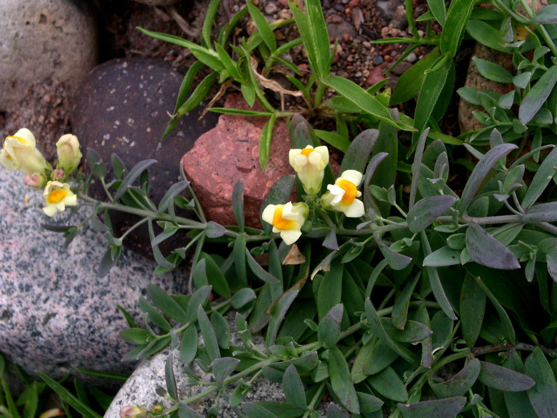 Image of Linaria japonica specimen.