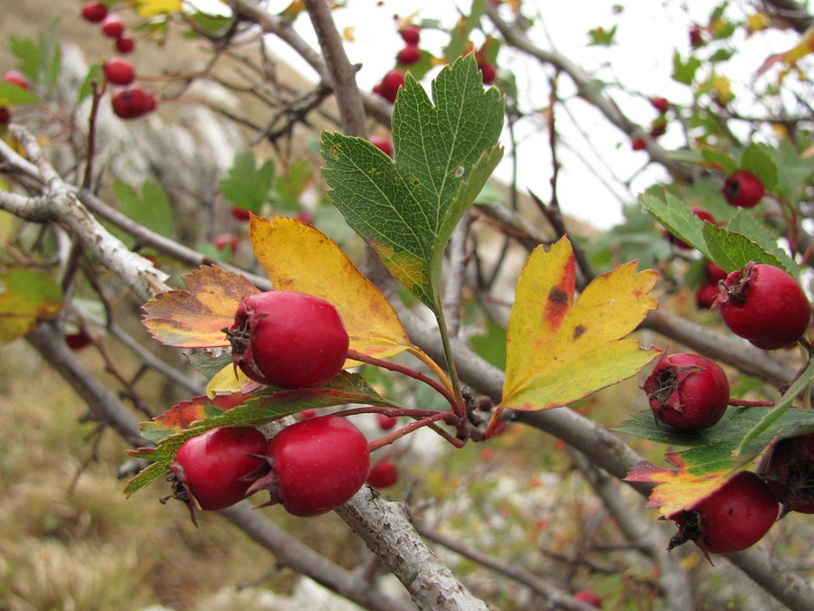 Image of Crataegus monogyna specimen.