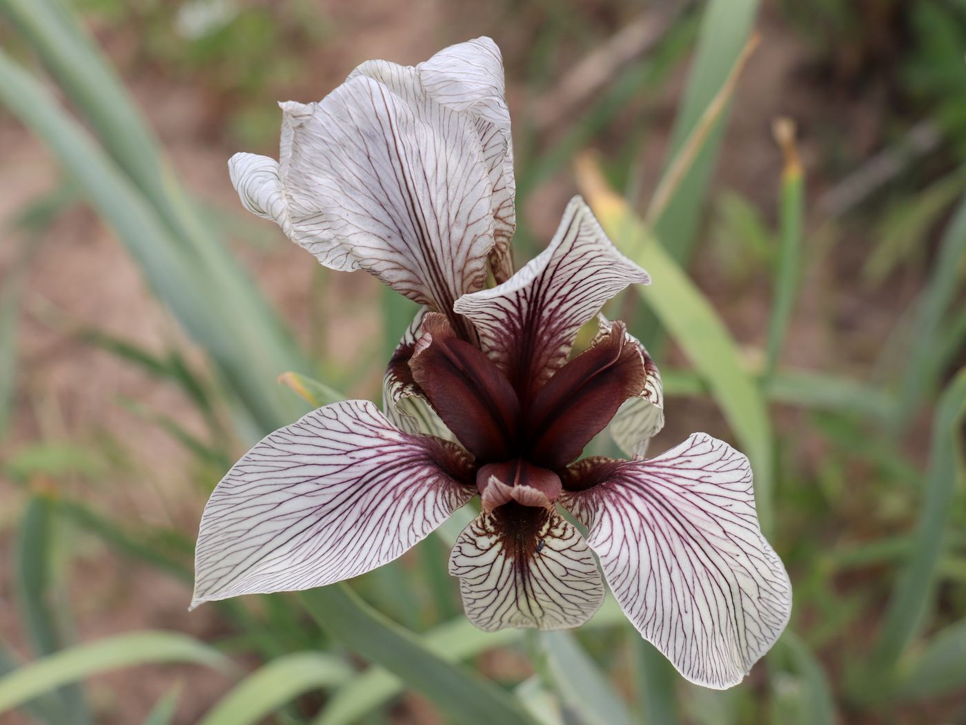 Image of Iris korolkowii specimen.