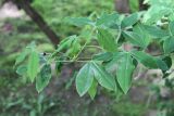 Laburnum anagyroides