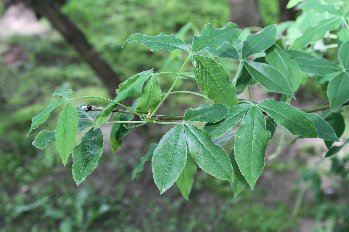 Изображение особи Laburnum anagyroides.