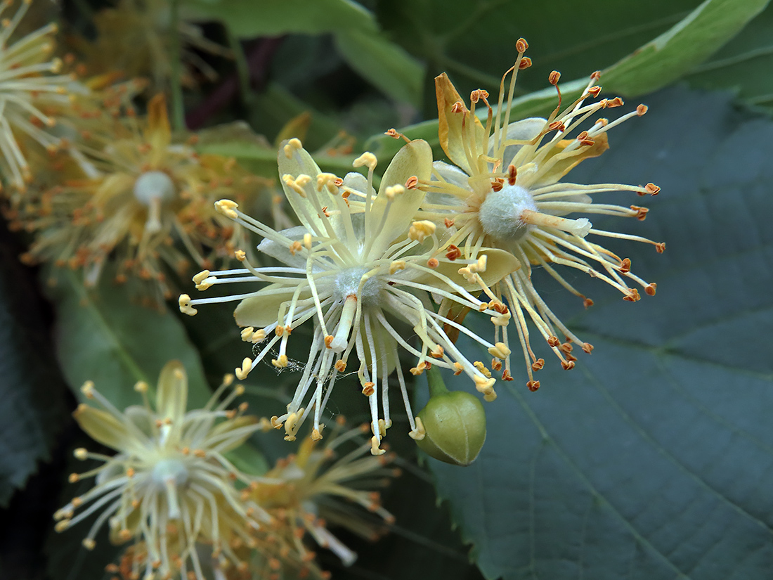 Image of Tilia platyphyllos specimen.