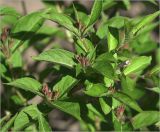 Weigela hybrida
