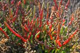 Salicornia perennans