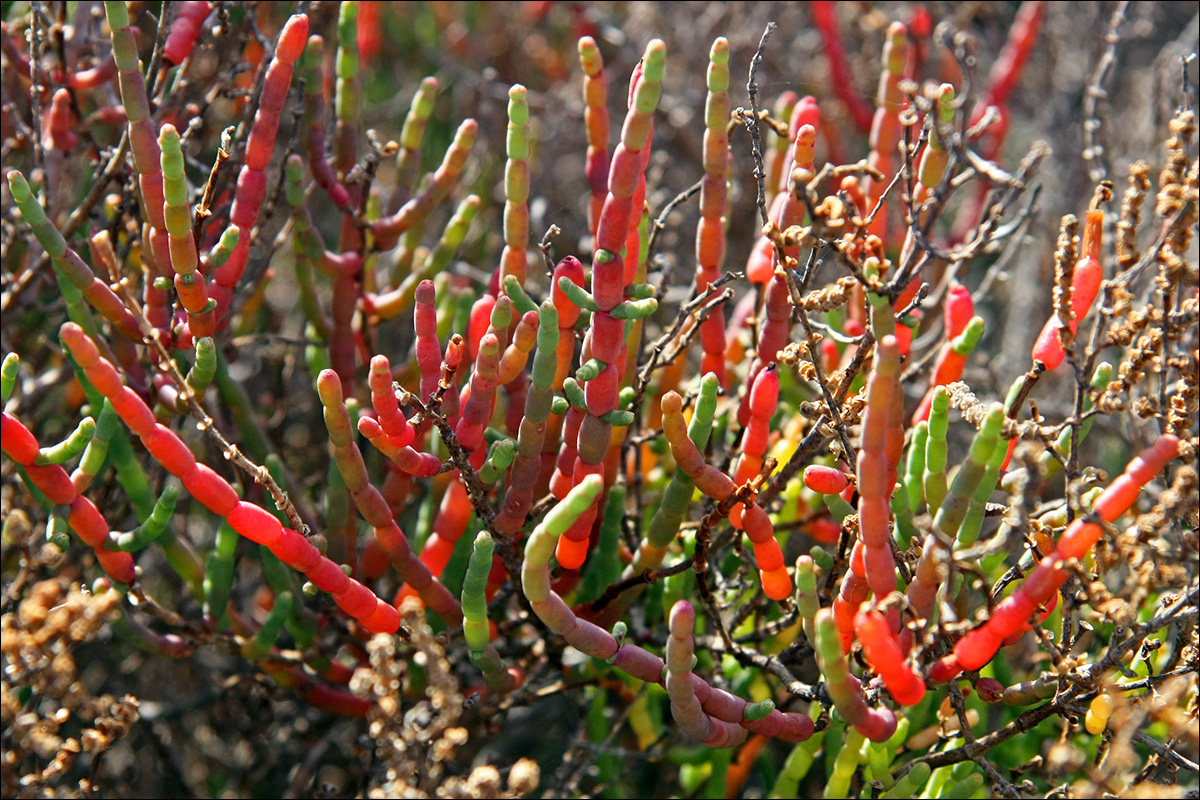 Изображение особи Salicornia perennans.