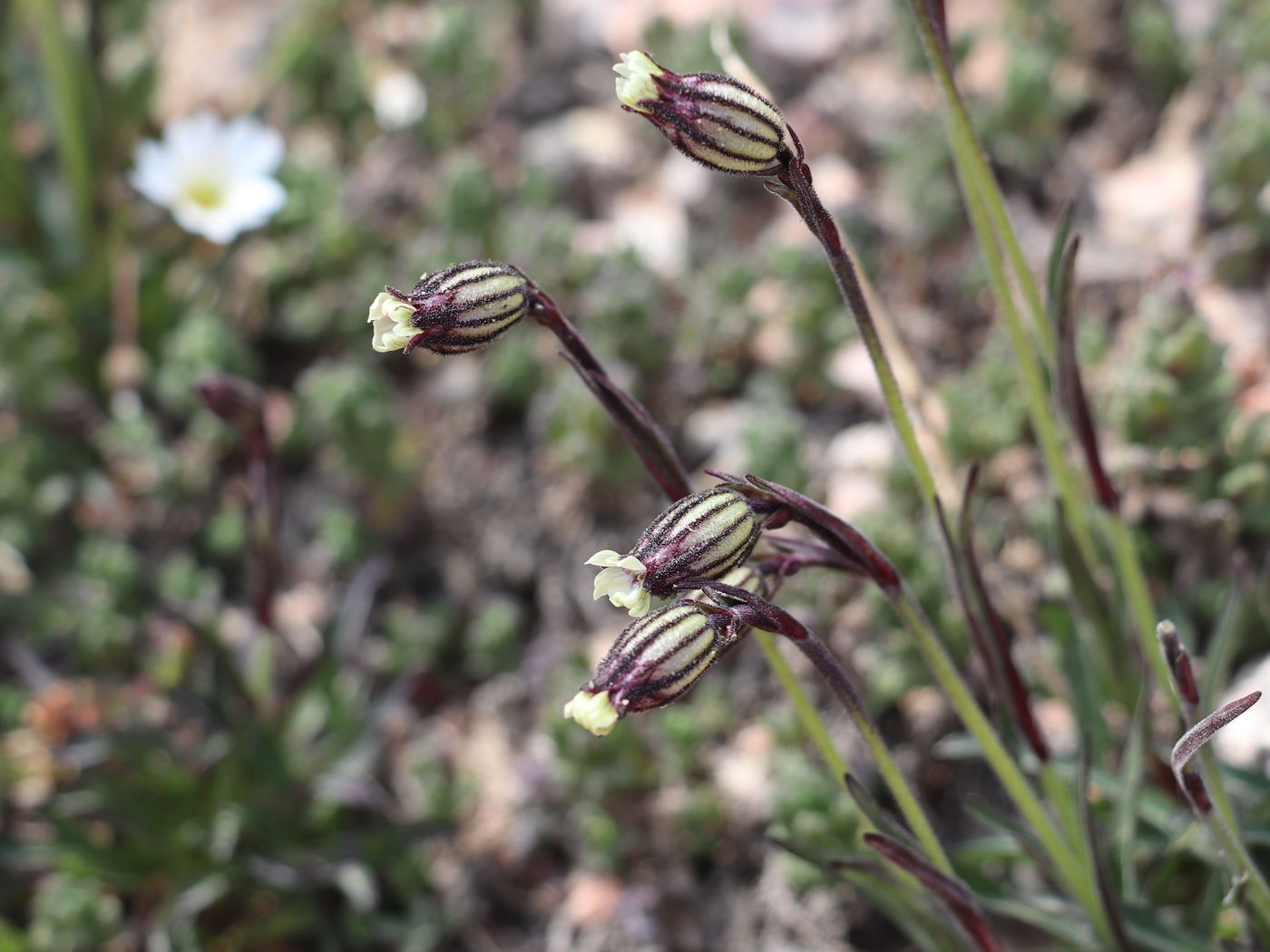 Изображение особи Gastrolychnis gonosperma.