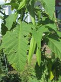 род Brugmansia