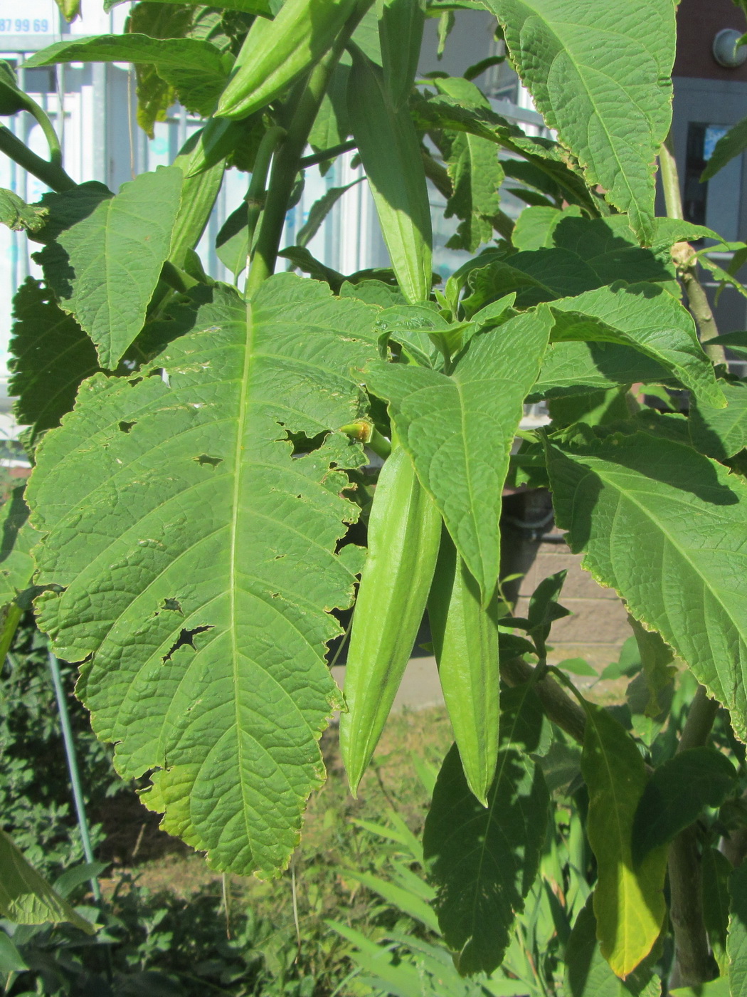 Изображение особи род Brugmansia.