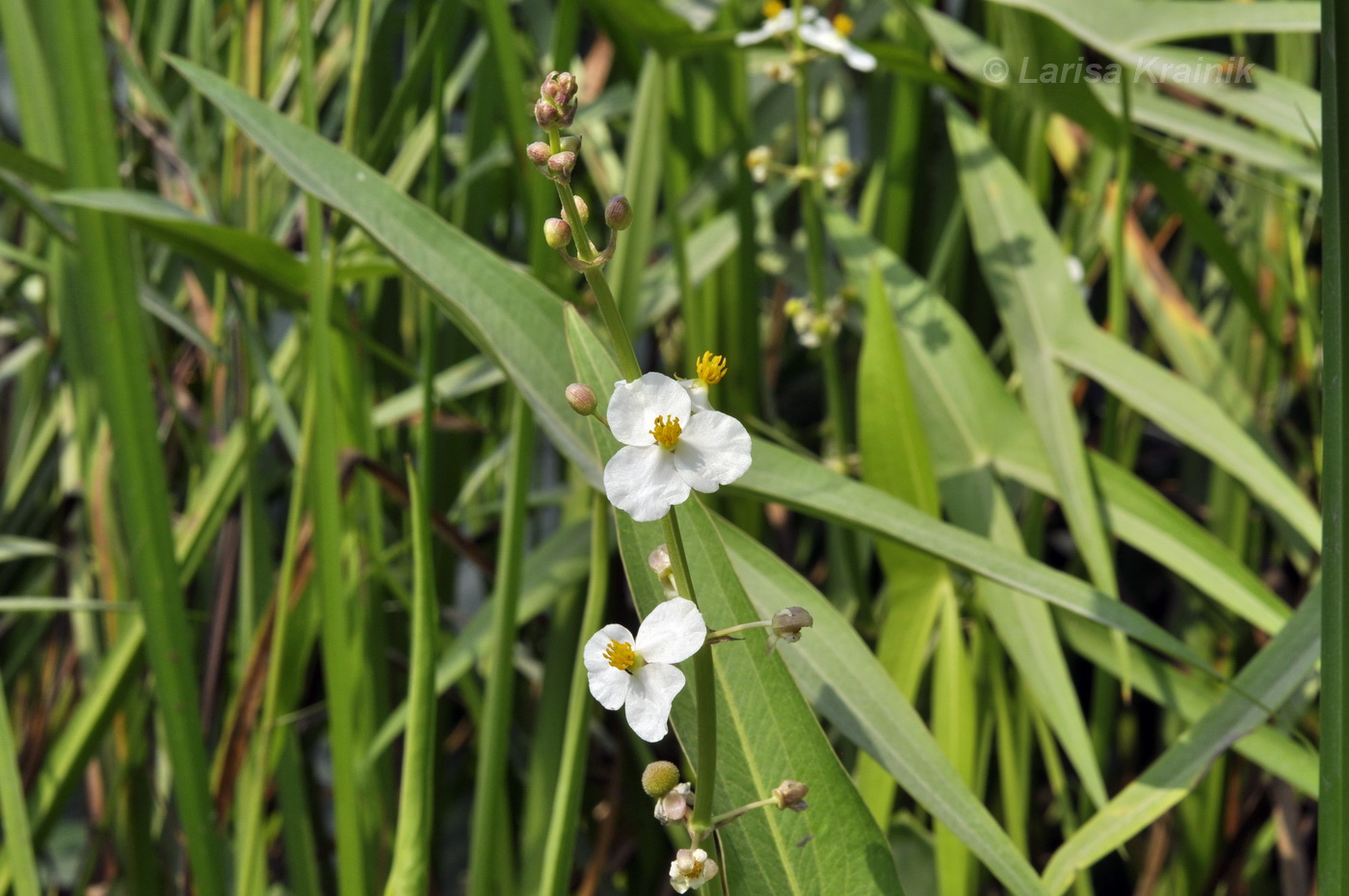 Изображение особи Sagittaria aginashi.