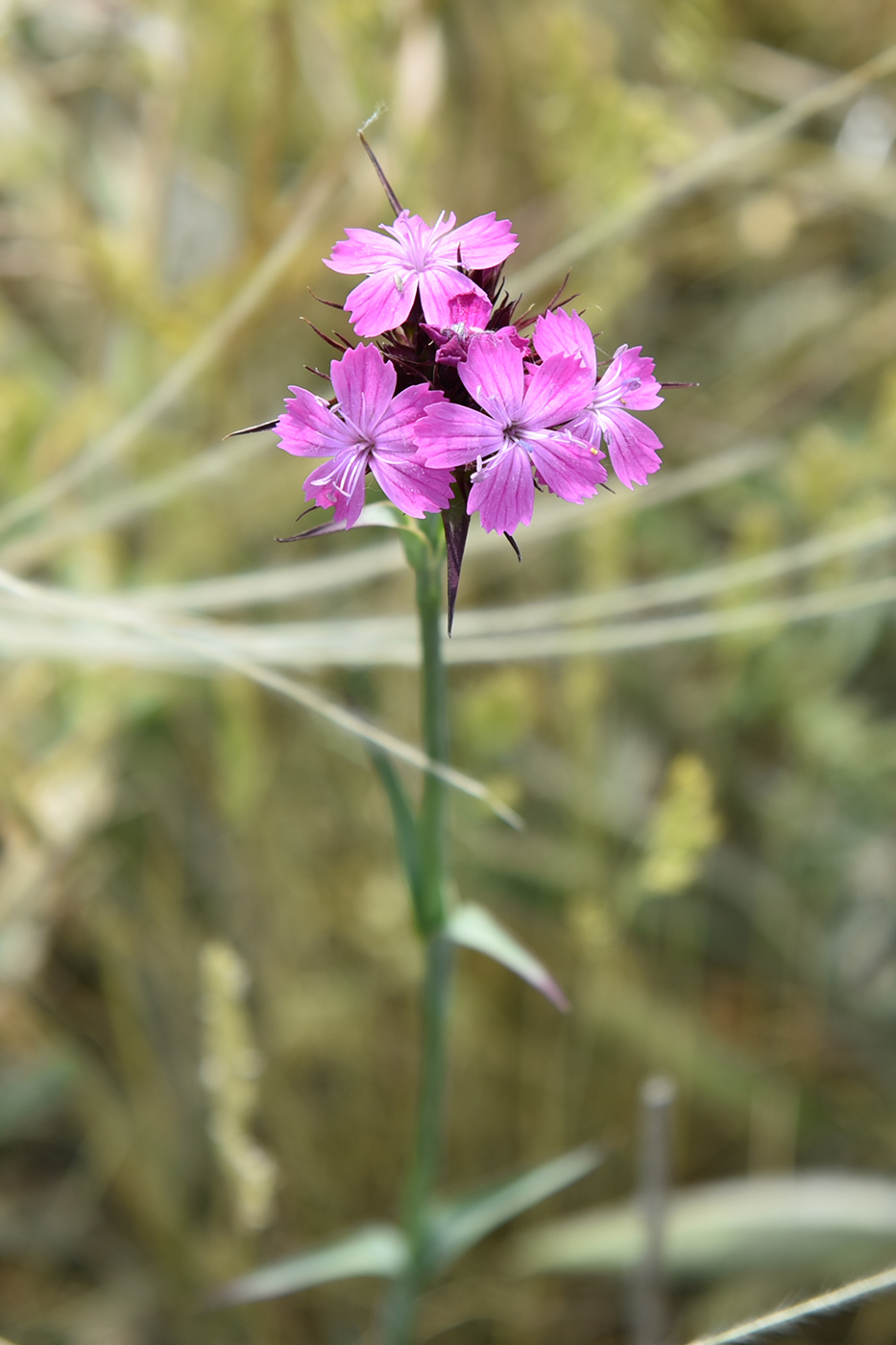 Image of Dianthus capitatus specimen.