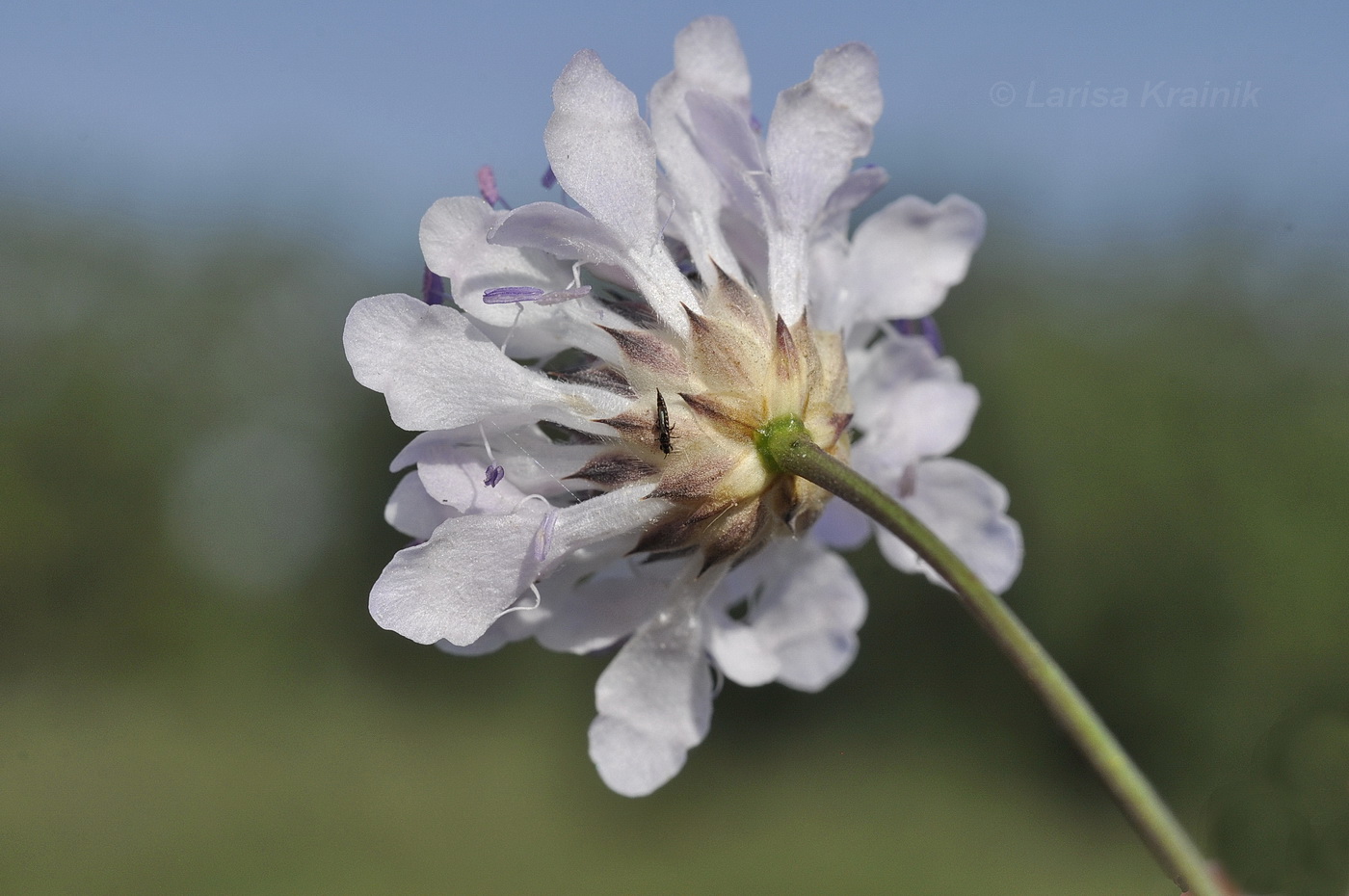 Image of Cephalaria transsylvanica specimen.