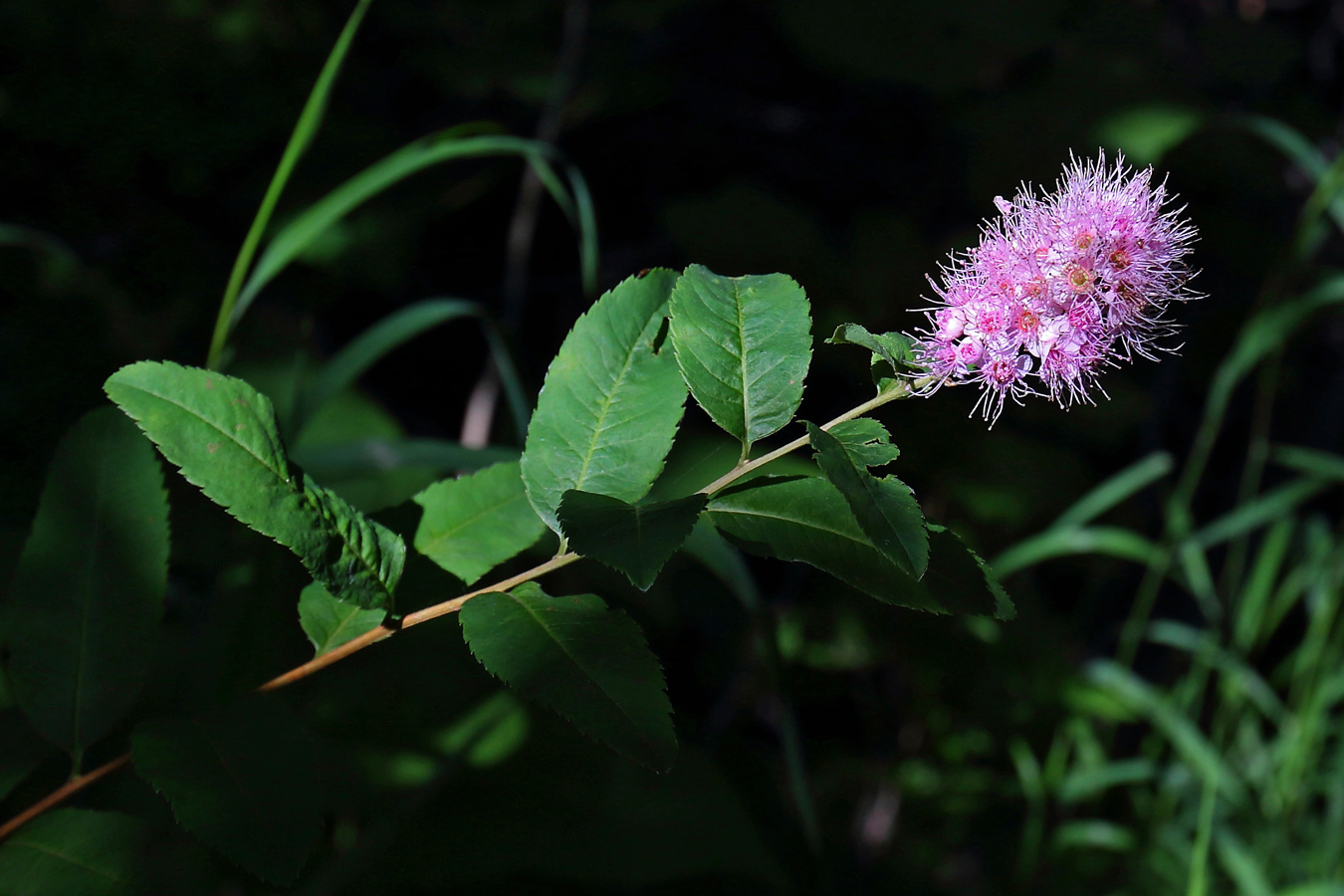 Image of Spiraea salicifolia specimen.