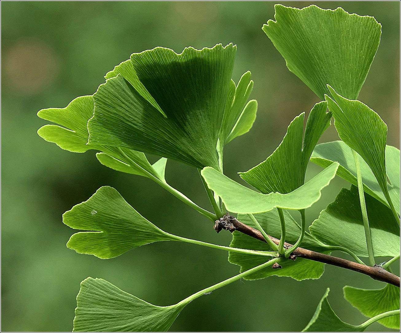 Image of Ginkgo biloba specimen.