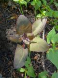 Atriplex hortensis