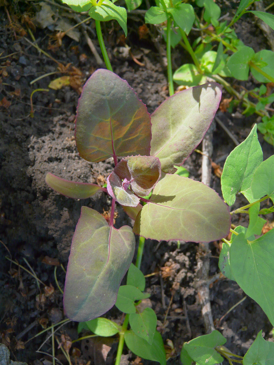 Изображение особи Atriplex hortensis.