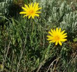 род Tragopogon