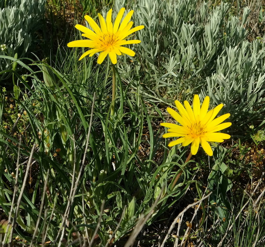 Изображение особи род Tragopogon.