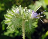 Phacelia tanacetifolia